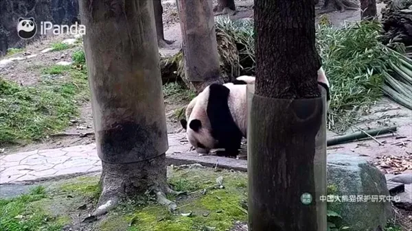 ��������2025���°汾