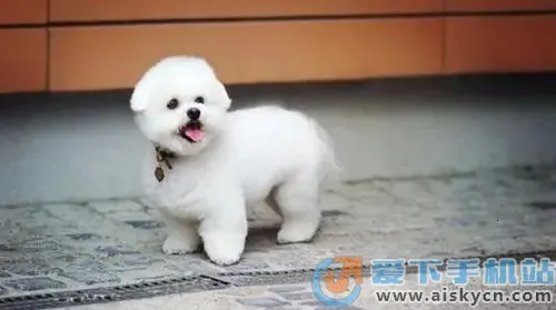 ��ɽ�̾�2026�ٷ����°汾