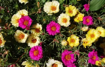 ������ѡ2026�ٷ����°汾