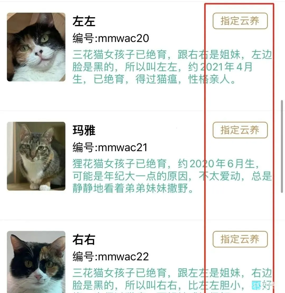 ��צ2026�ٷ�����