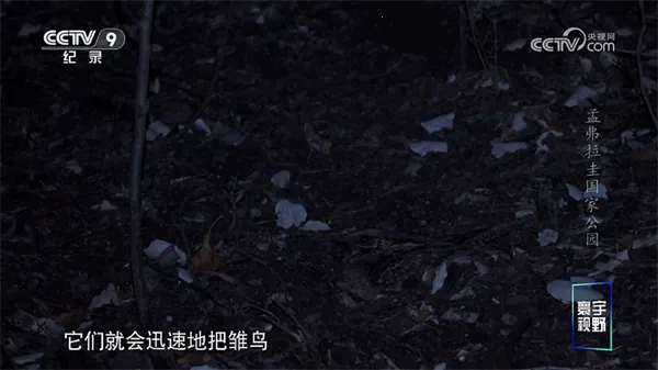 油桃TV最新手机版 油桃TV最新手机版