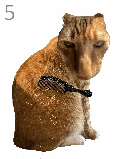 给猫梳毛(给猫梳毛游戏) 给猫梳毛(给猫梳毛游戏)