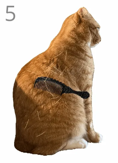 给猫梳毛(给猫梳毛游戏) 给猫梳毛(给猫梳毛游戏)